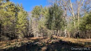 Hessinger Lare Road Livingston Manor, NY 12791 - Photo 16 of 18 a view of a yard with a tree