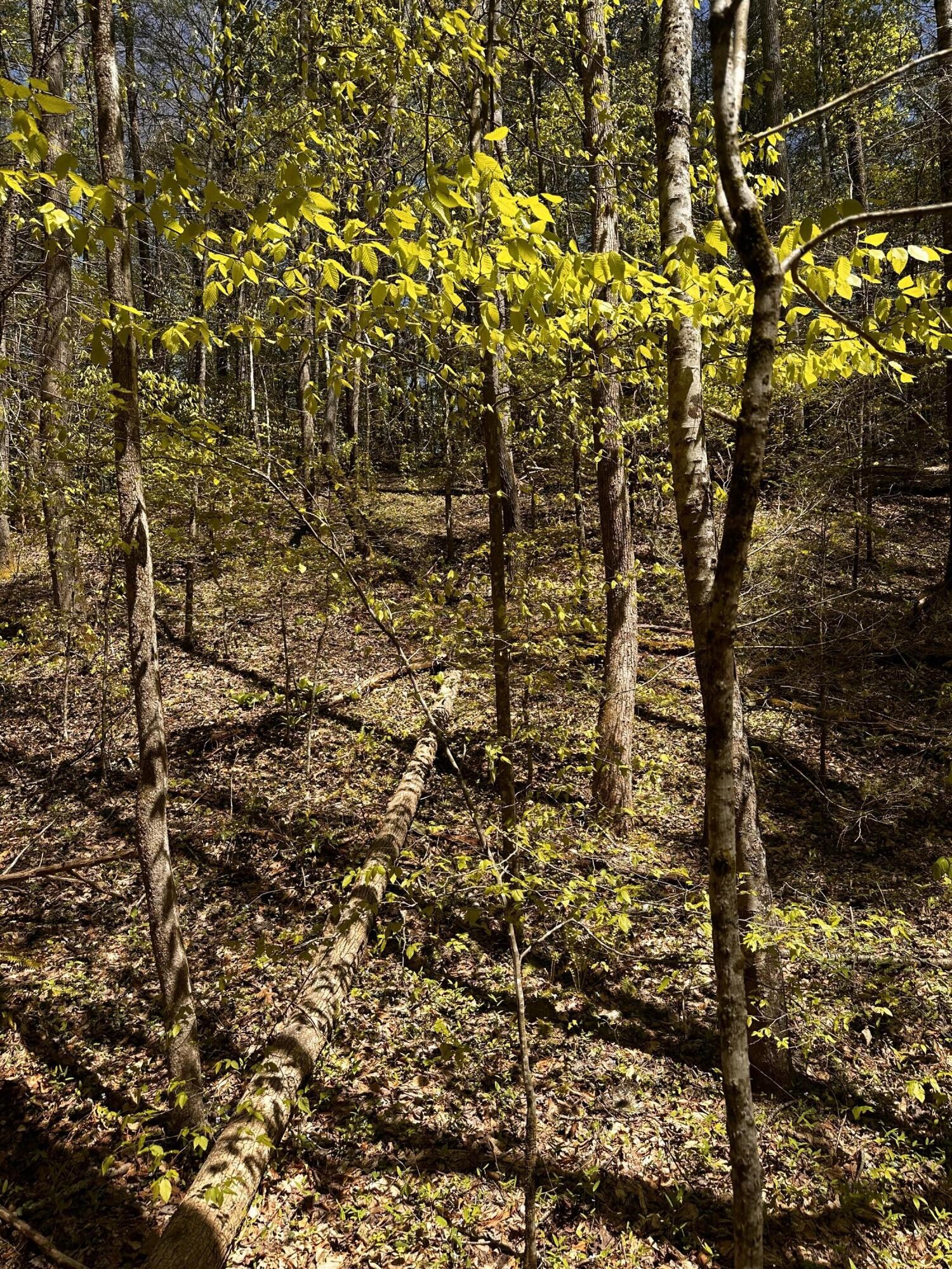 0 Mathis Branch Road Cosby, TN 37722 - Photo 16 of 26 Gallery Image 16