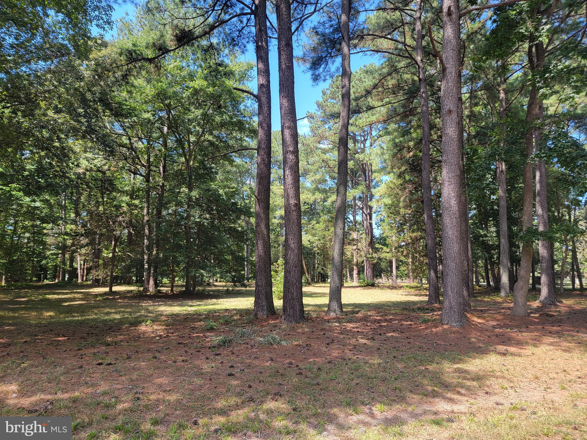 0 Point Anne Drive Hartfield, VA 23071 - Photo 3 of 4 a view of outdoor space with lots of trees