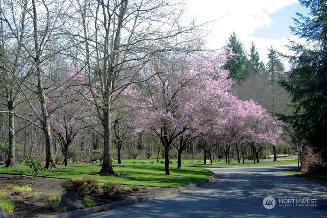 a big yard with large trees