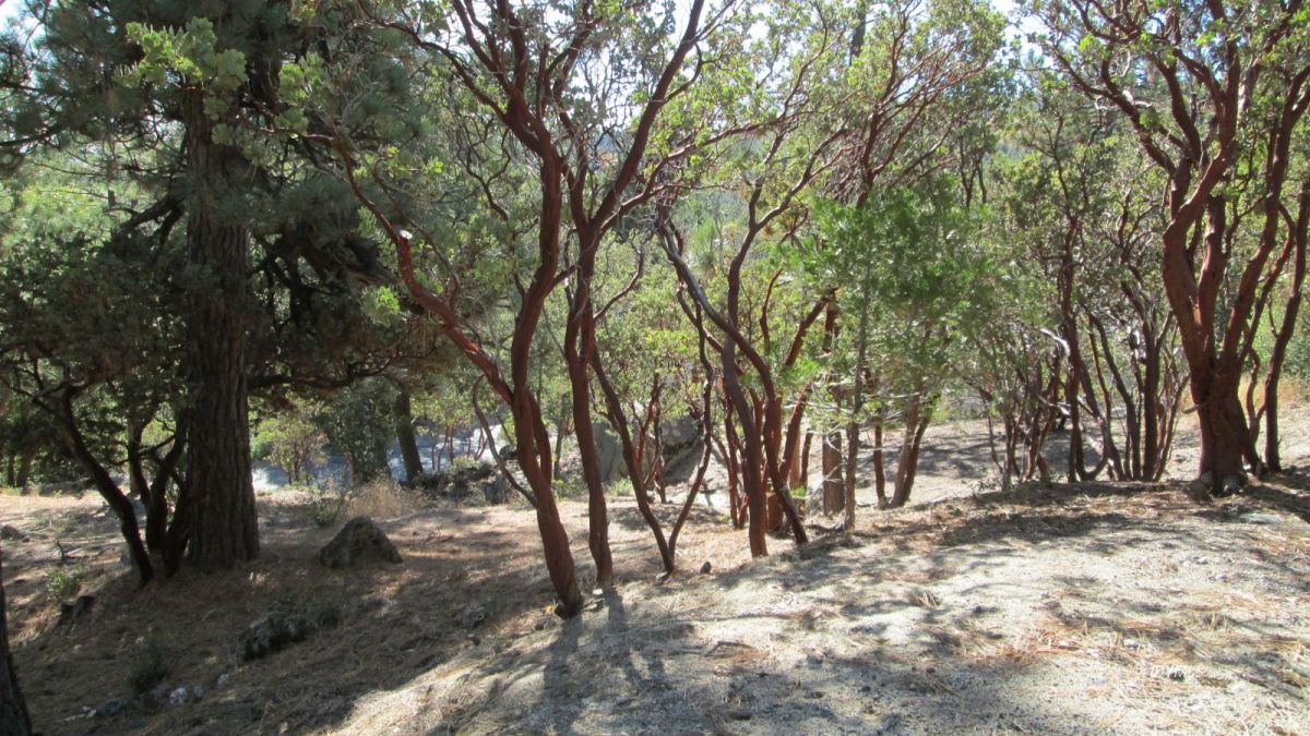 Northridge Idyllwild, CA 92549 - Photo 3 of 3 a view of outdoor space and yard