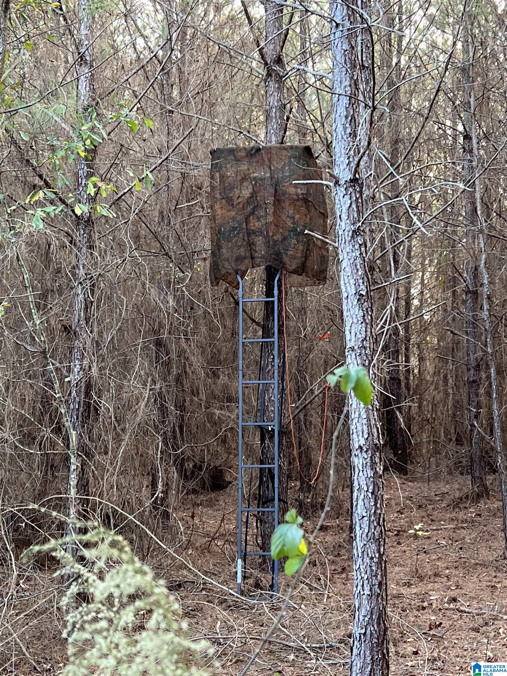 16.5-acres Walker Road, Unit 1 Cragford, AL 36255 - Photo 11 of 14