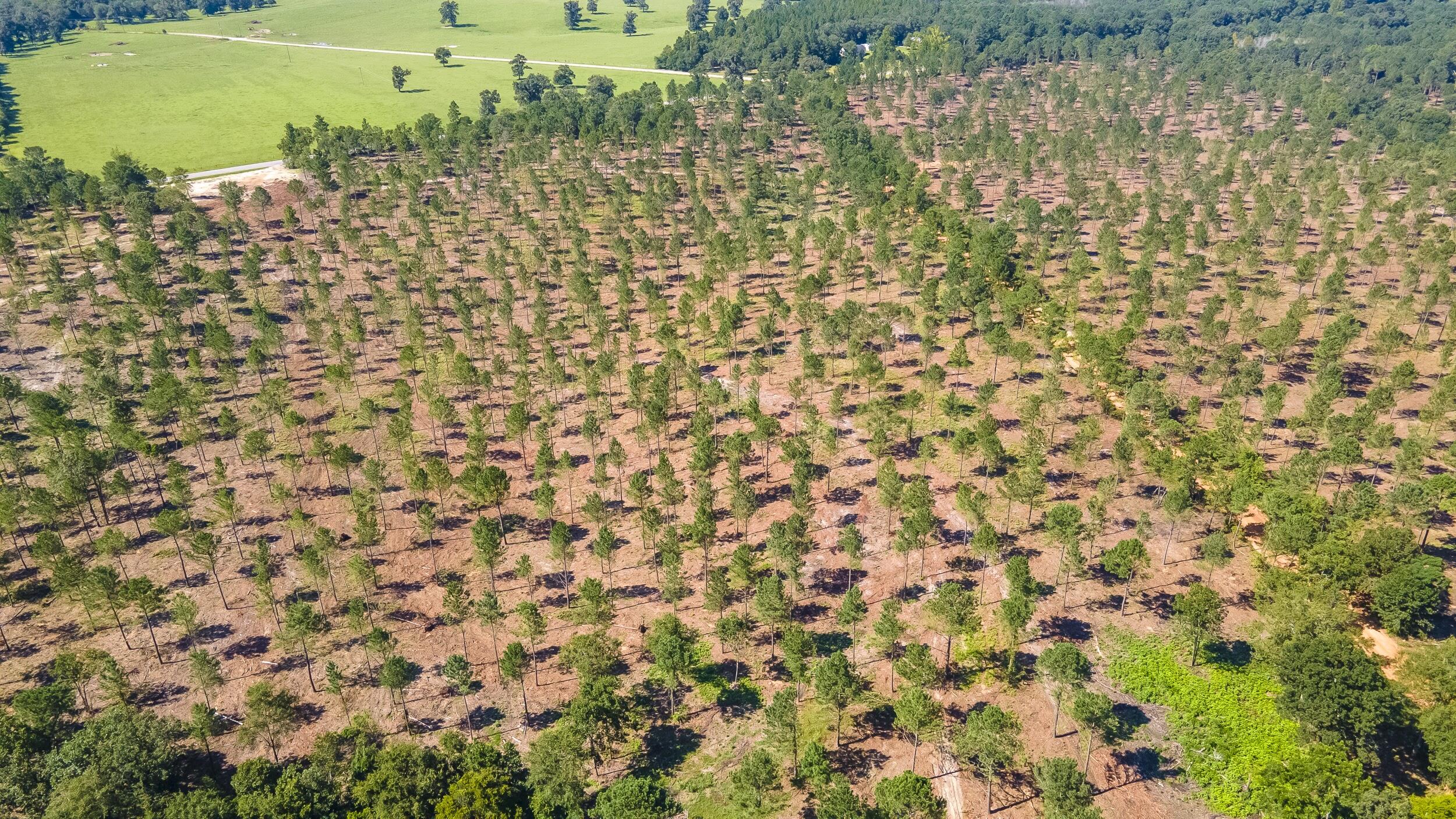 Lot 10 Shadow Lane Wagener, SC 29164 - Photo 4 of 4