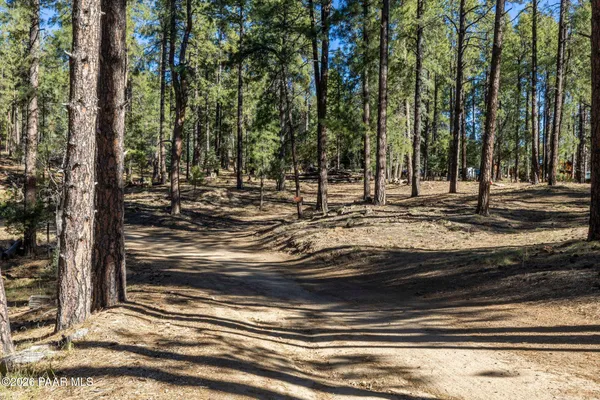 a view of a backyard with large trees