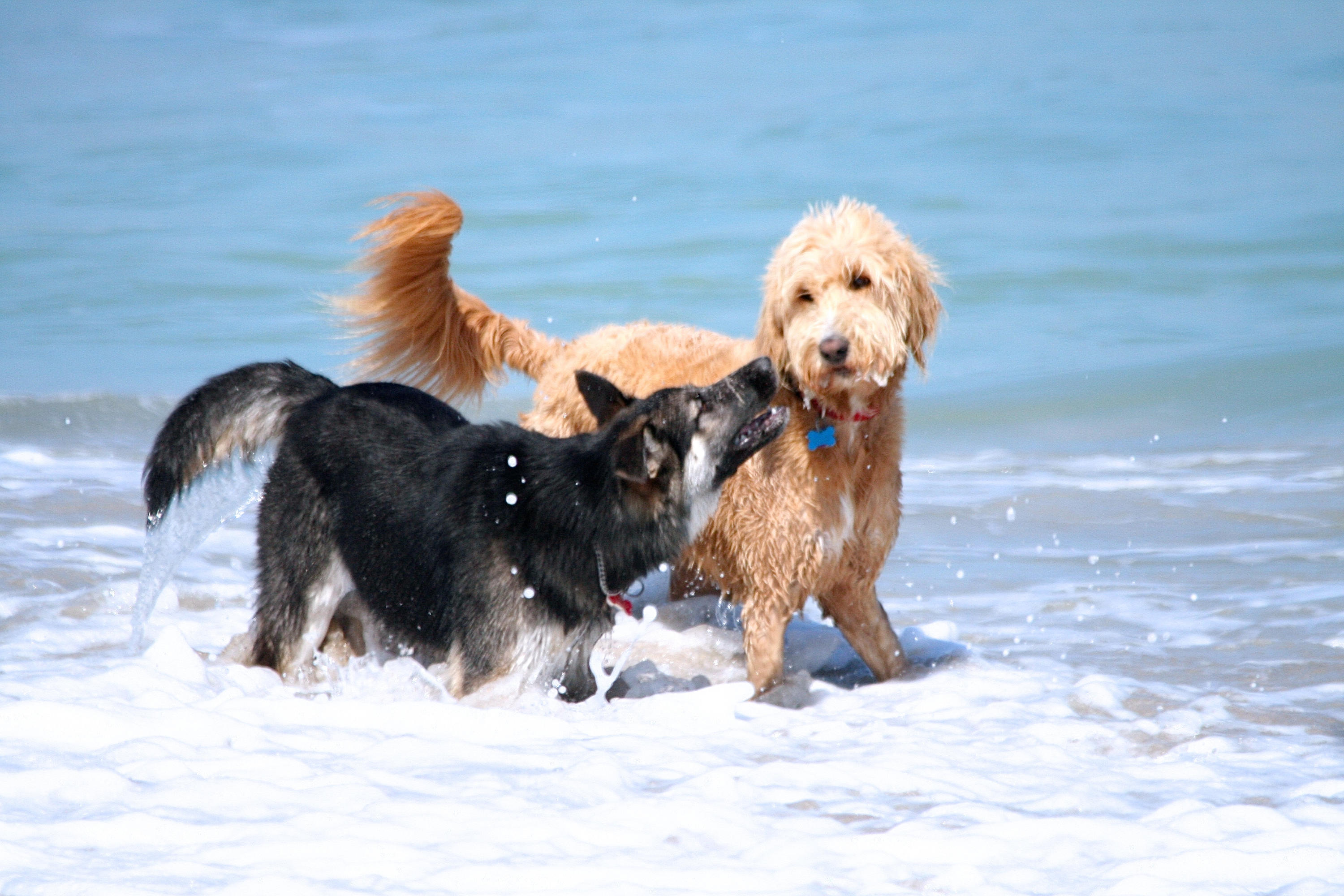 8841 First Tee Road Port St. Lucie, FL 34986 - Photo 42 of 228 321 Dogs At Walton Rocks Dog Beach