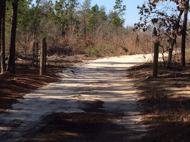 18.31-ac Springfield Church Road Trenton, SC 29847 - Photo 1 of 6