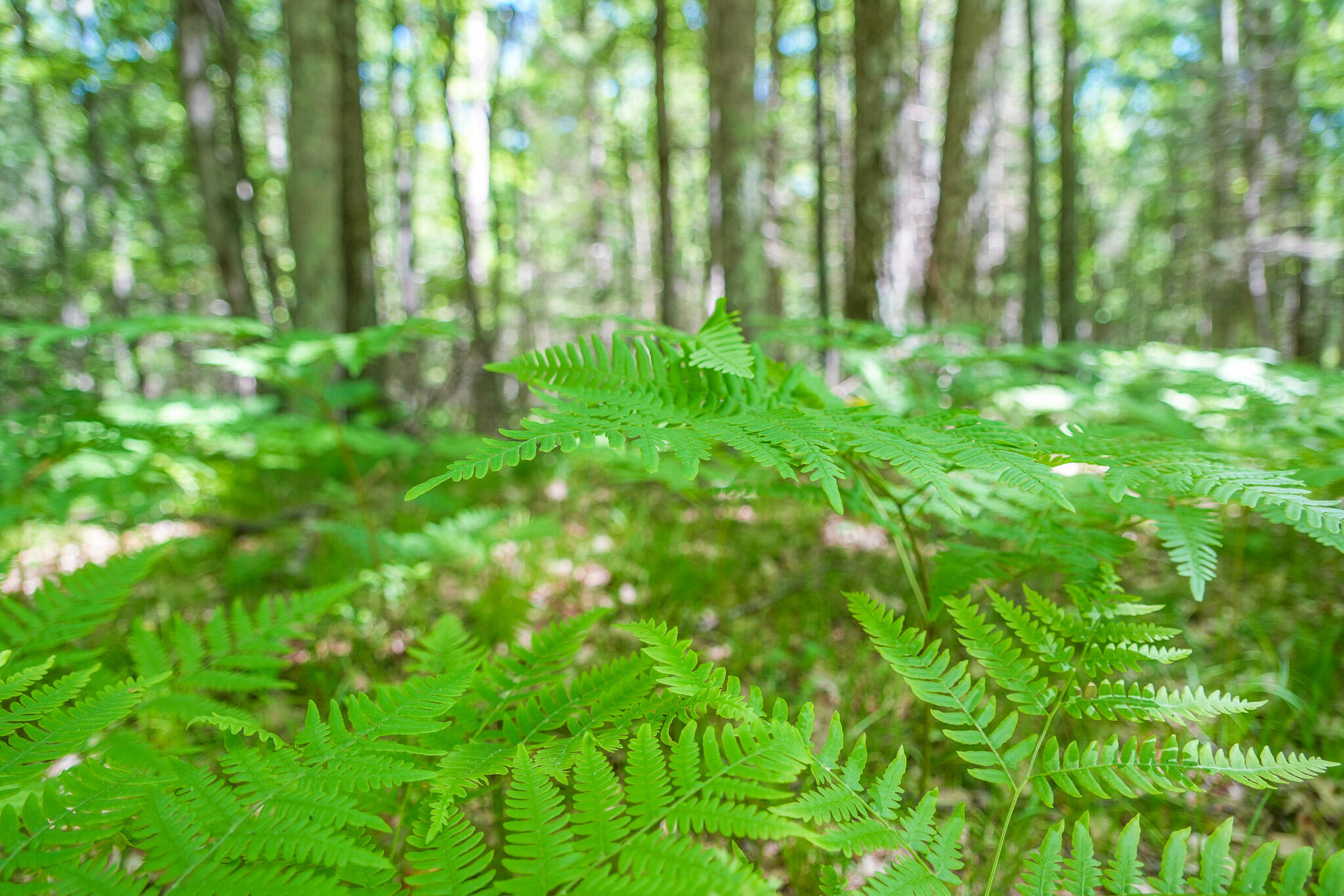 4993 Little River Road Manistee, MI 49660 - Photo 55 of 62 DSC00300