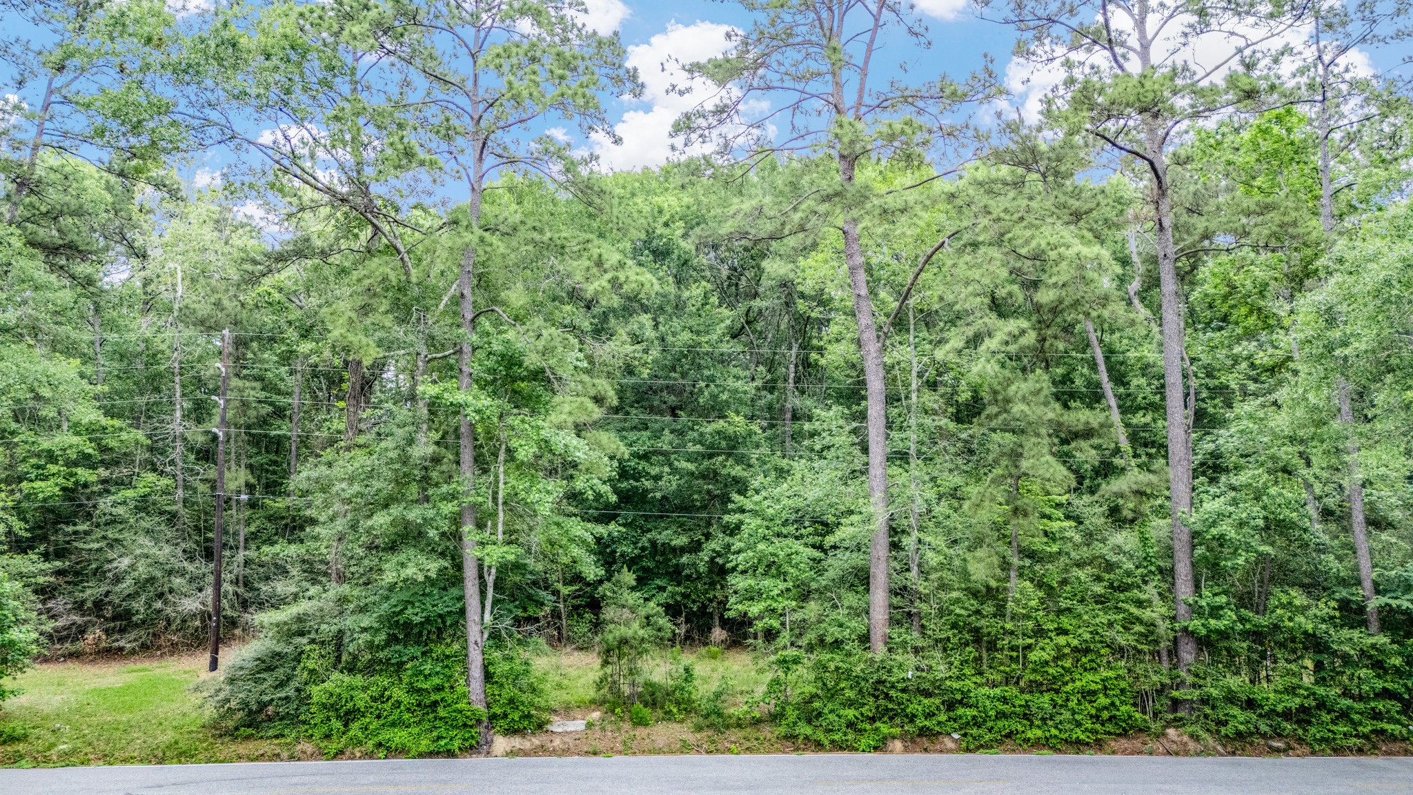 0 Hargraves Road Huffman, TX 77336 - Photo 6 of 6 a view of a forest with a tree
