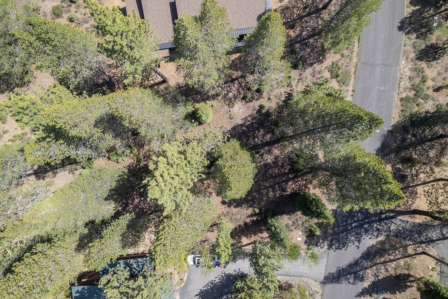 11841 Bottcher Loop Truckee, CA 96161 - Photo 11 of 17 a view of a forest with trees