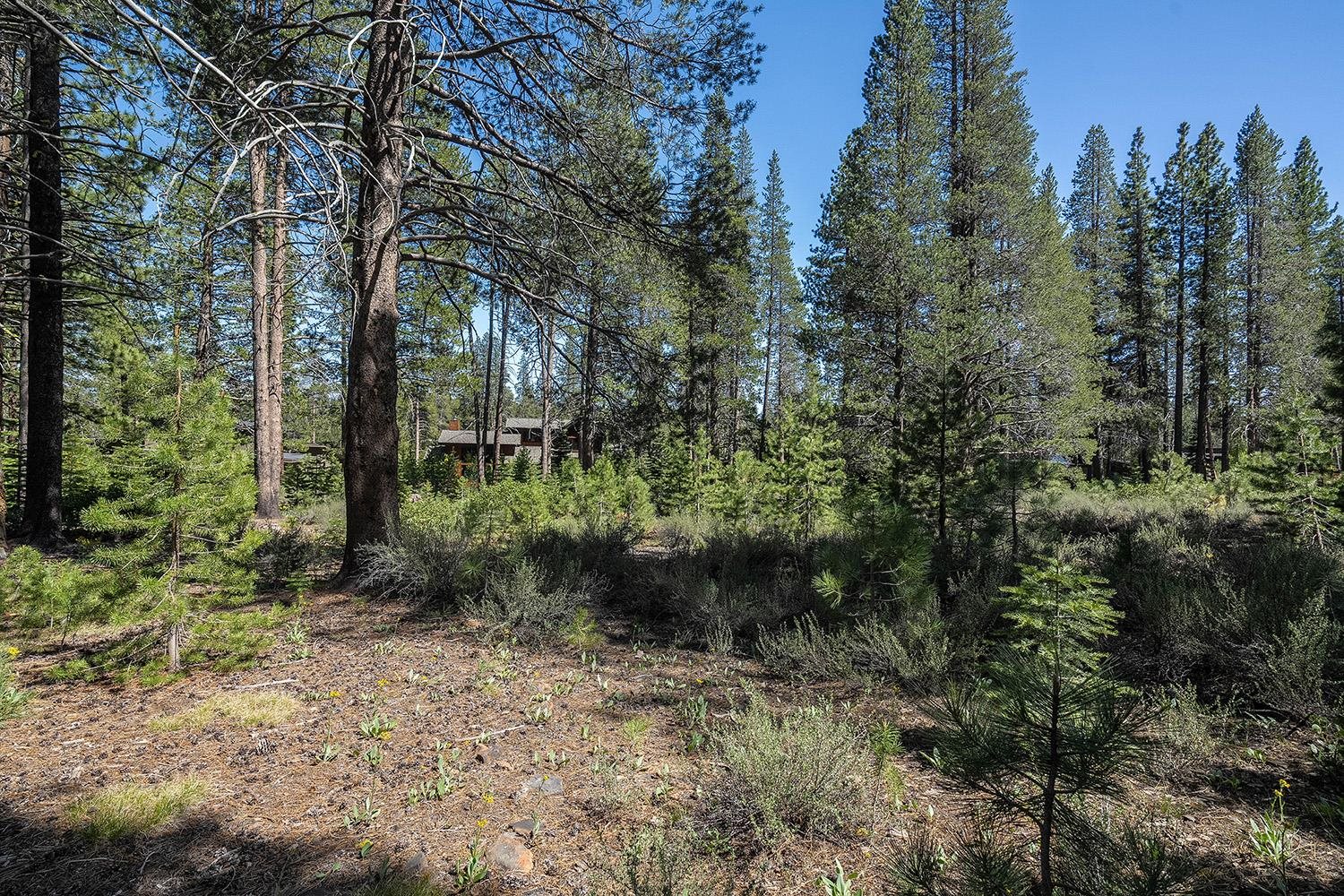 11841 Bottcher Loop Truckee, CA 96161 - Photo 4 of 17 a view of a forest with trees