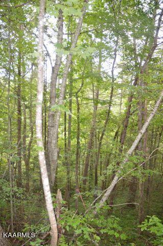 Grassy Branch Road Sevierville, TN 37876 - Photo 12 of 13 20201015183004974292000000-o
