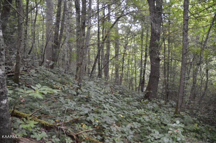 Grassy Branch Road Sevierville, TN 37876 - Photo 13 of 13 20201015182934430349000000-o