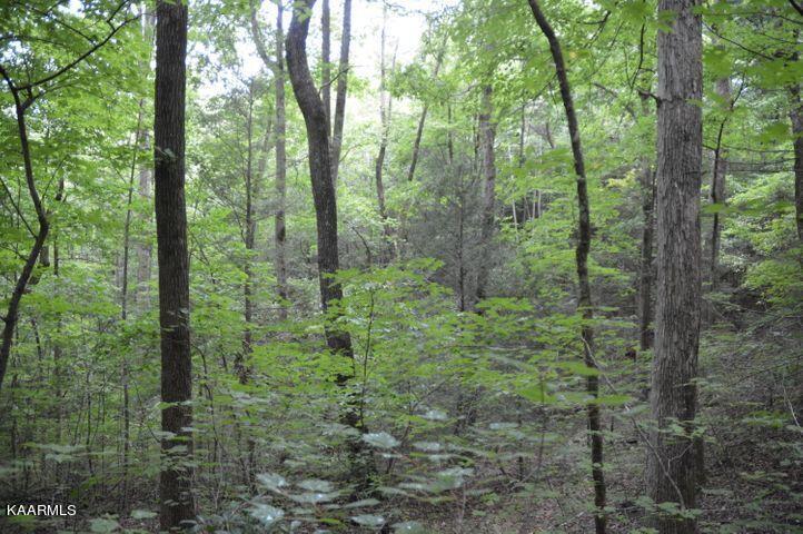 Grassy Branch Road Sevierville, TN 37876 - Photo 8 of 13 20201015183223331858000000-o