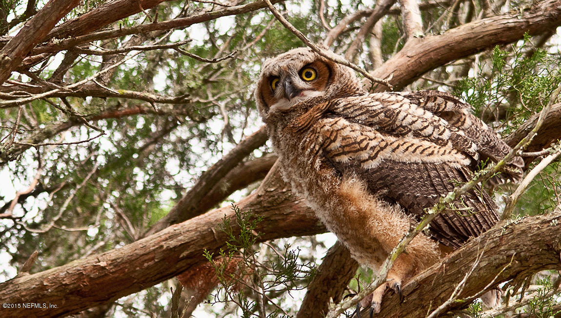 45136 Dutton Way Callahan, FL 32011 - Photo 5 of 7 Owl Crop