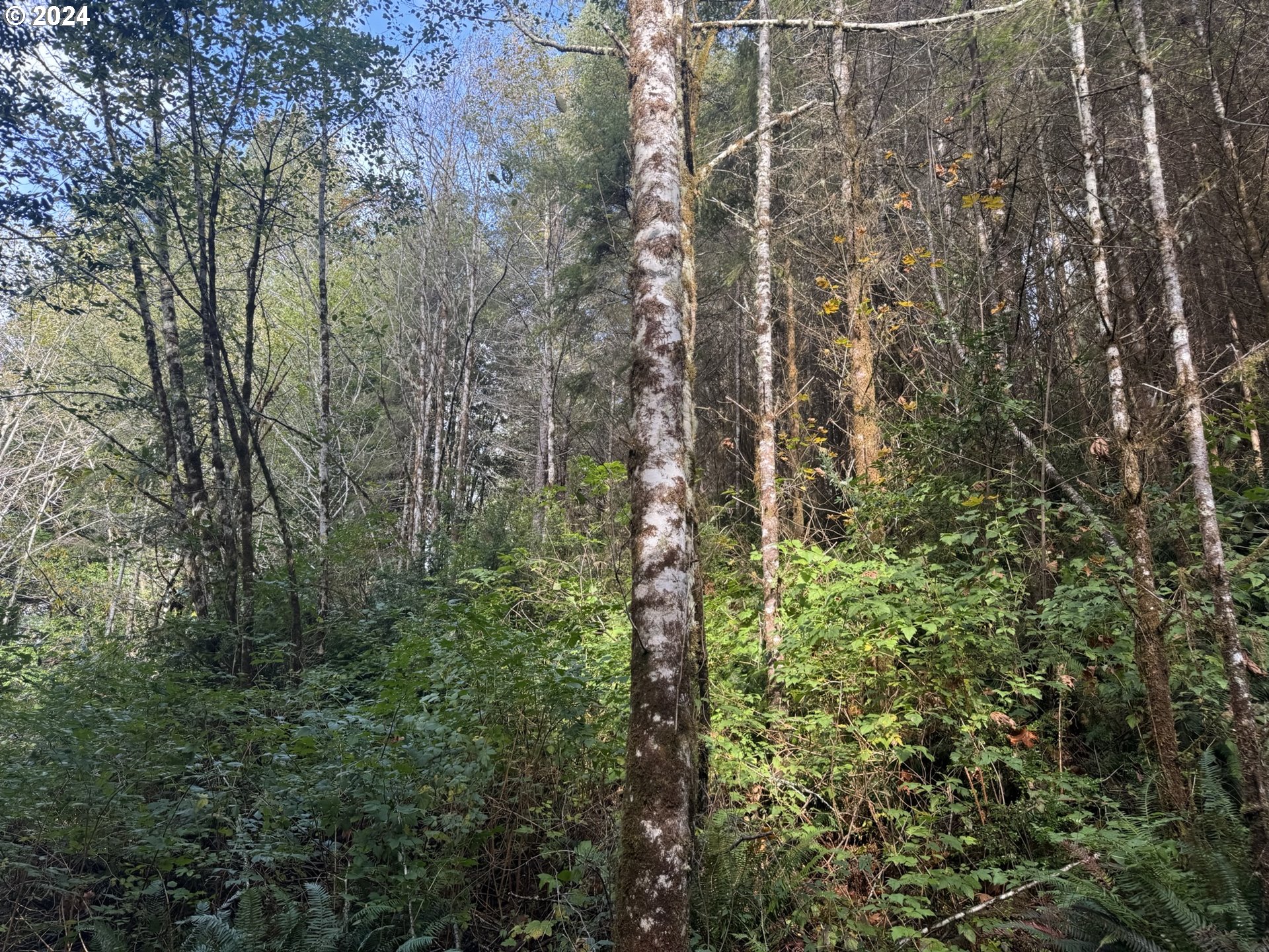 0 Potato Bottom Road, Unit 603 Lakeside, OR 97449 - Photo 8 of 27