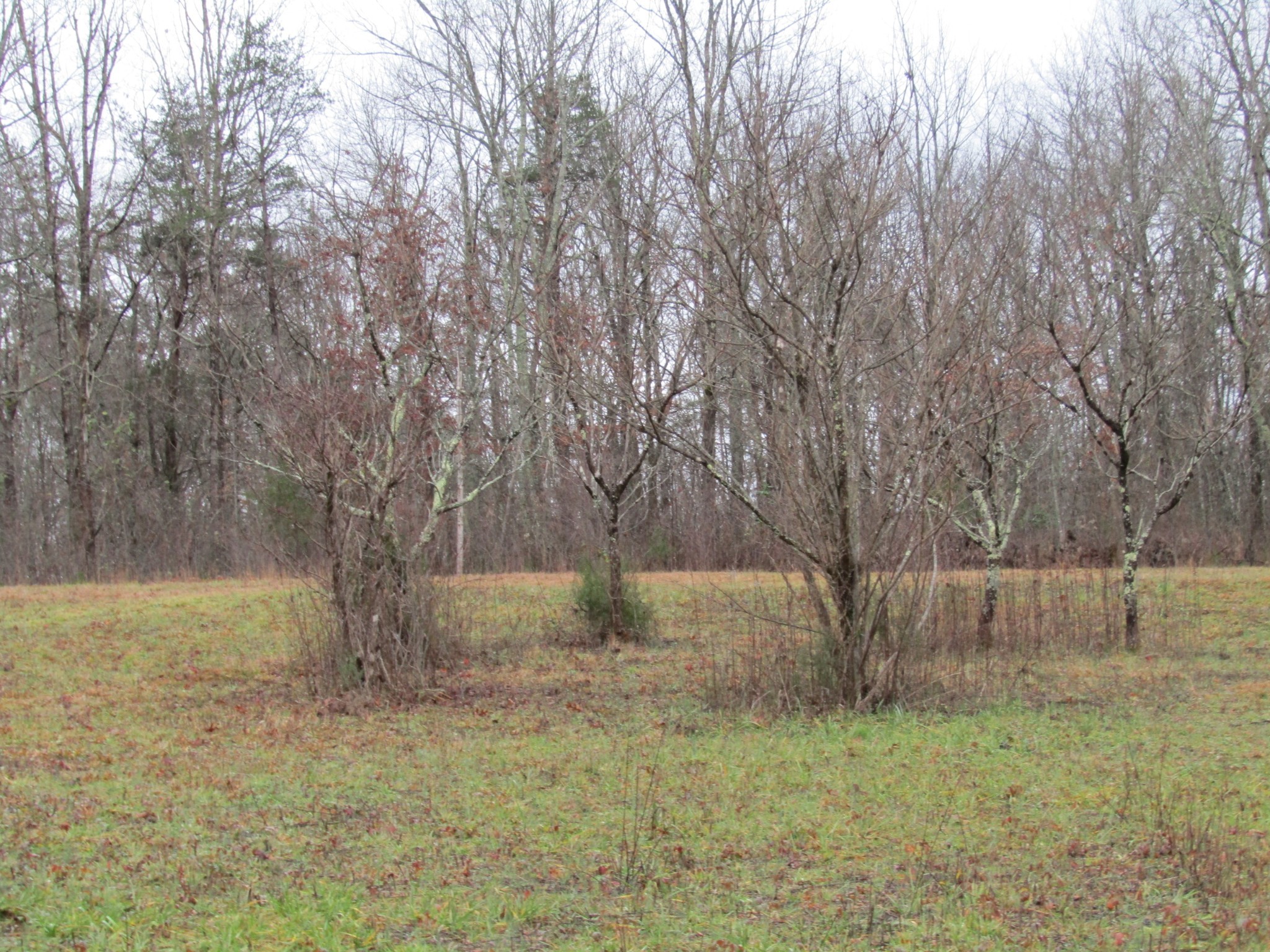 171 Sheep Ranch Road Altamont, TN 37301 - Photo 44 of 48 a backyard of apartments with large trees