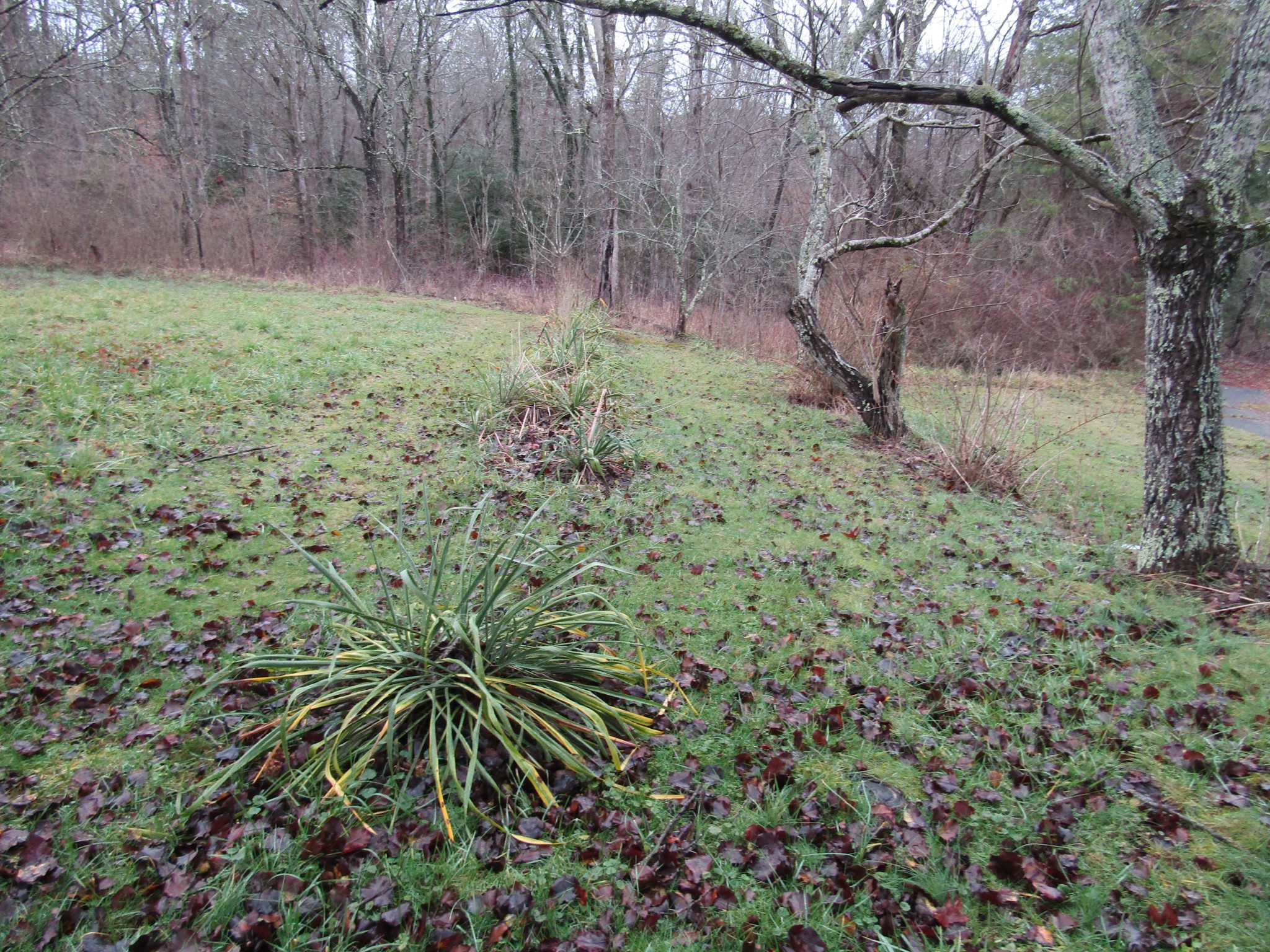 171 Sheep Ranch Road Altamont, TN 37301 - Photo 47 of 48 a backyard of a house with lots of green space