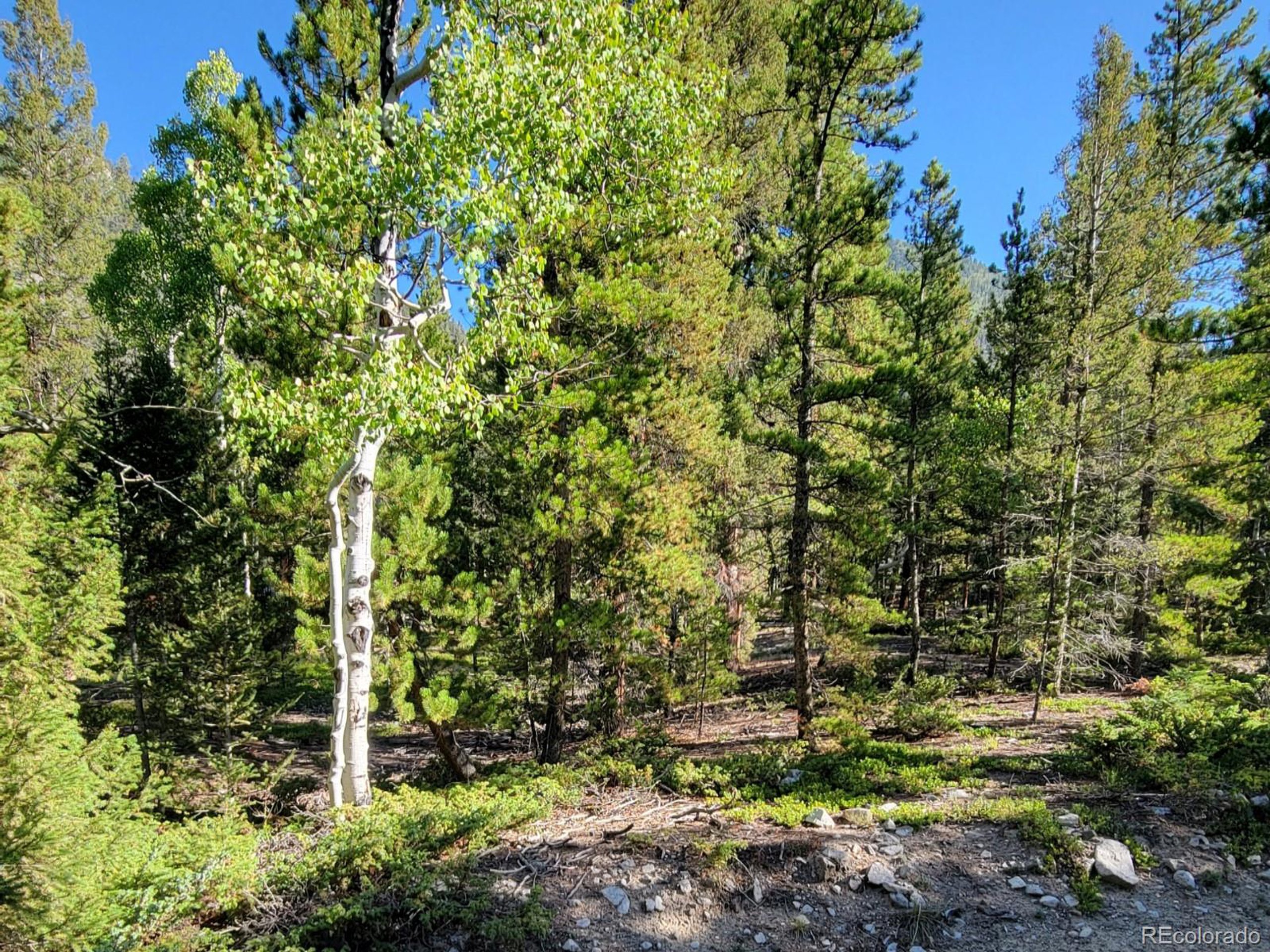 292 A County Road Nathrop, CO 81236 - Photo 4 of 7 a view of a plants with large trees