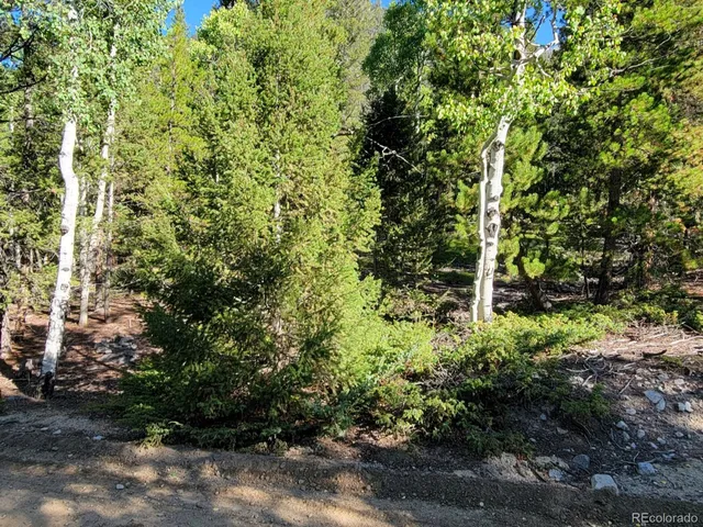 a close up of a tree in a garden