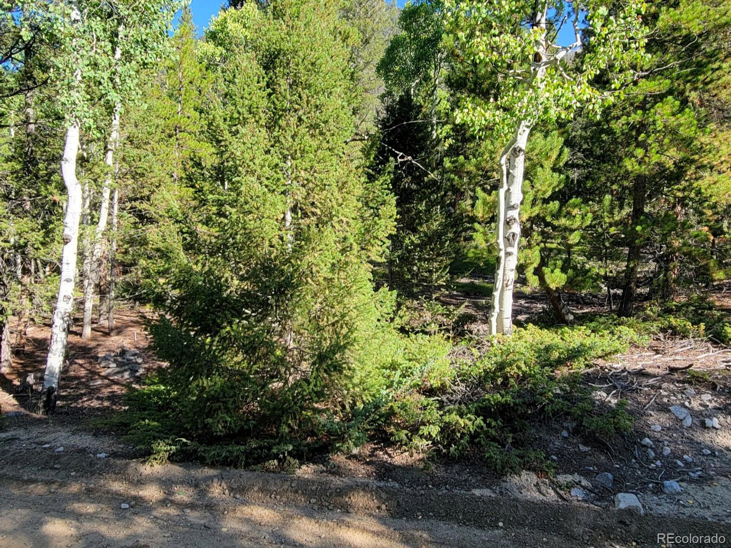 292 A County Road Nathrop, CO 81236 - Photo 5 of 7 a close up of a tree in a garden