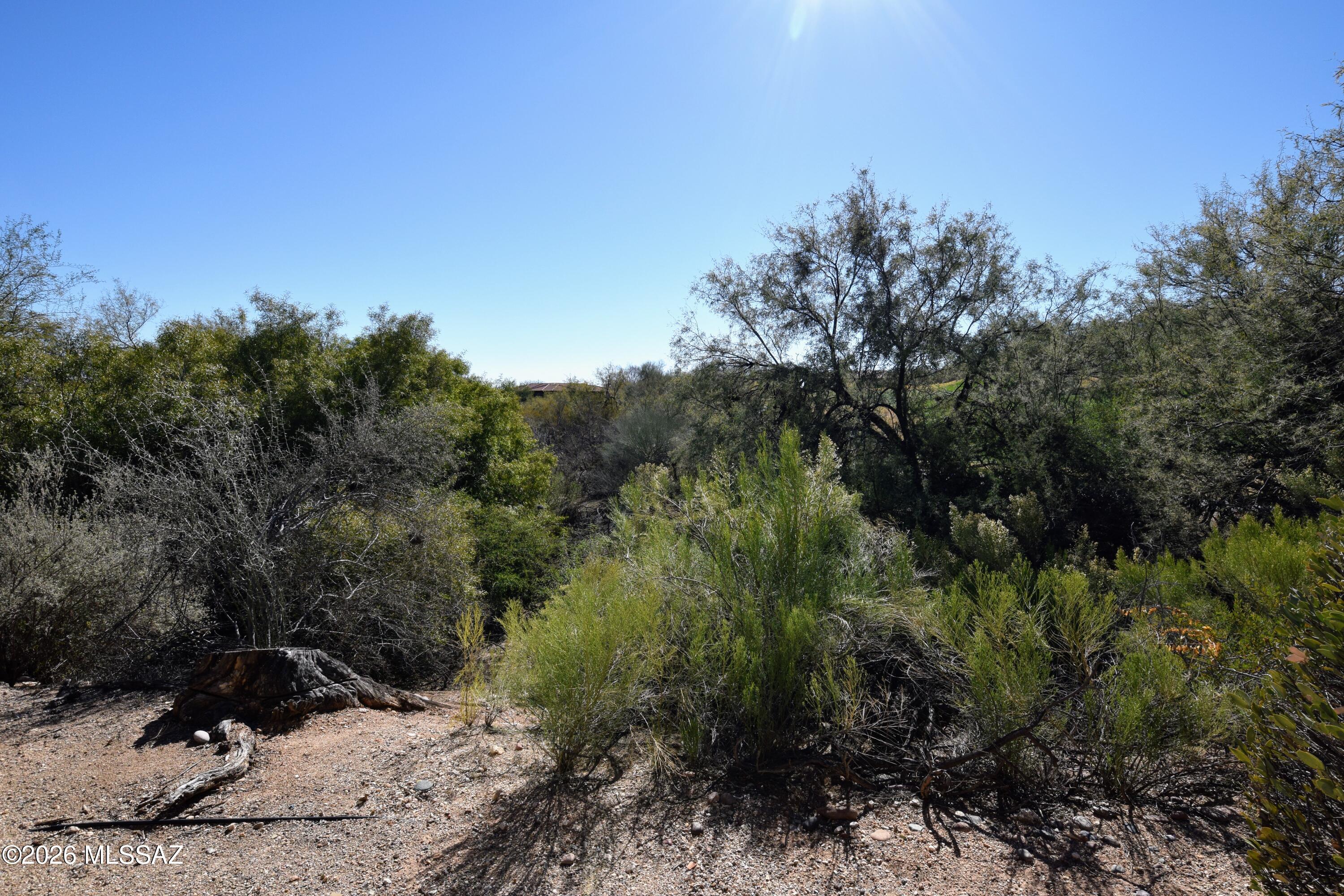 5855 North Kolb Road, Unit 11106 Tucson, AZ 85750 - Photo 28 of 36 a view of a forest with trees in the background