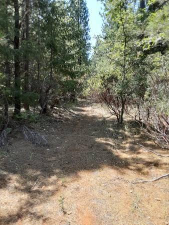 0 Fenders Ferry Road Montgomery Creek, CA 96065 - Photo 5 of 6 a view of a yard with a tree