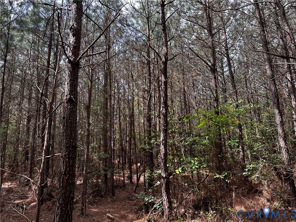 0 North Turnpike Road Bohannon, VA 23021 - Photo 2 of 9 a view of forest