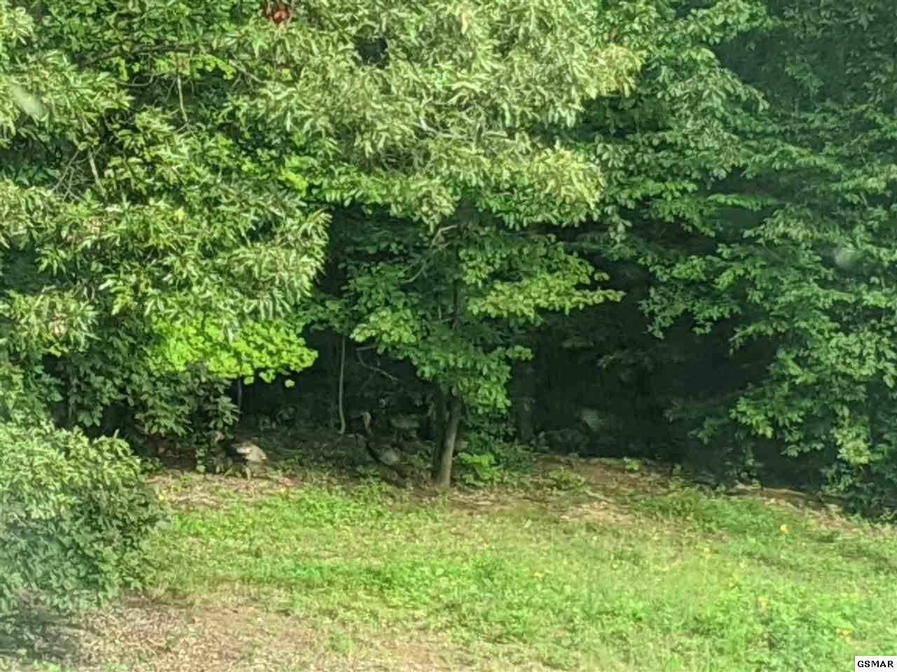 0 Blue Springs Road Strawberry Plains, TN 37871 - Photo 18 of 31 Gallery Image 18