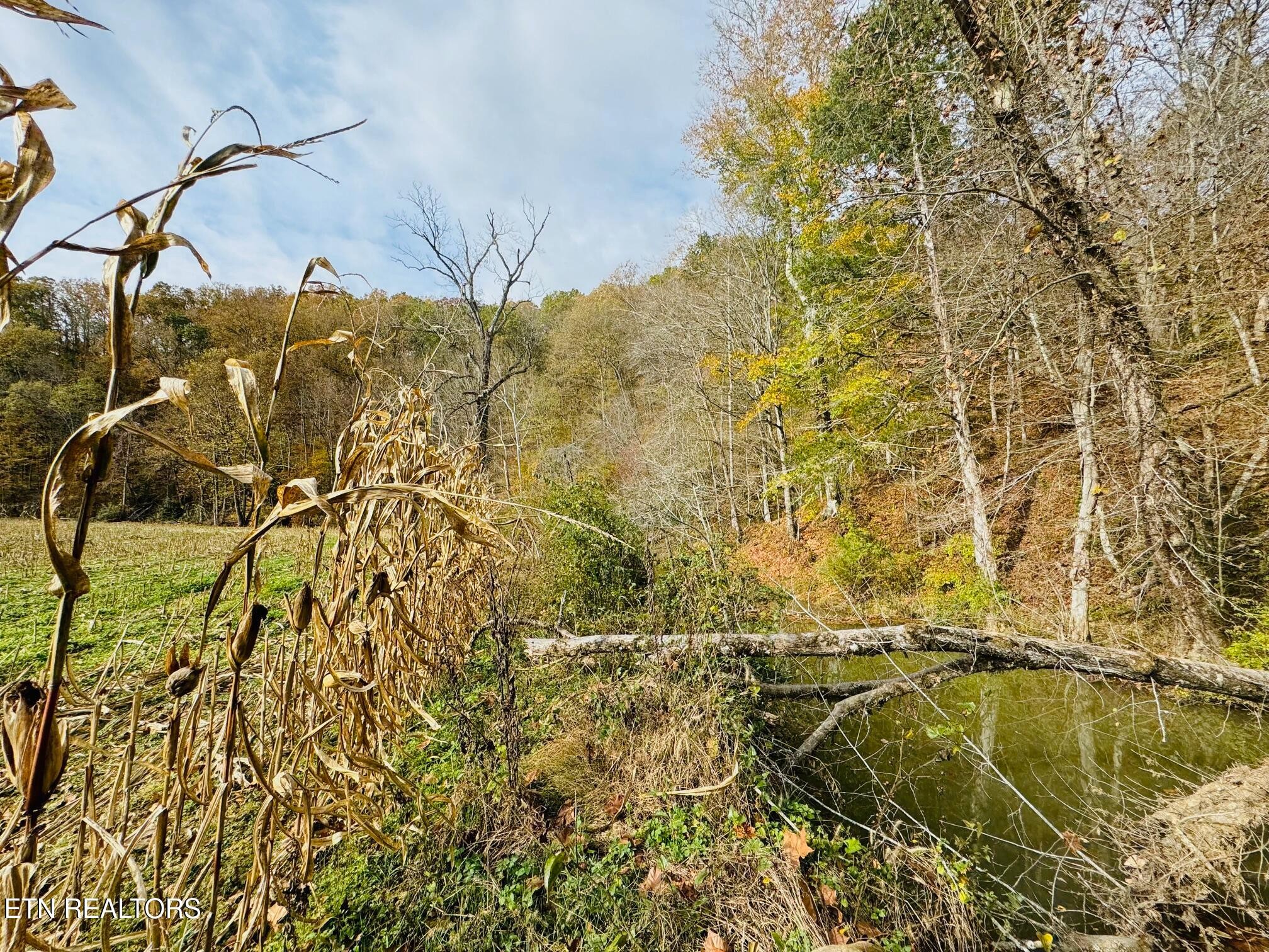 0 Clear Creek Road Newport, TN 37821 - Photo 6 of 19