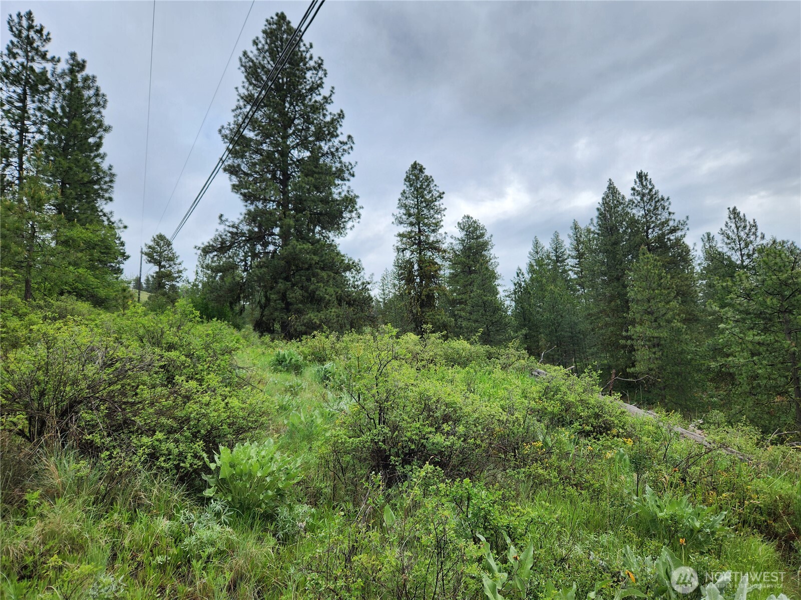 74-75 Gold Mt Road Republic, WA 99166 - Photo 7 of 25 a view of a green field