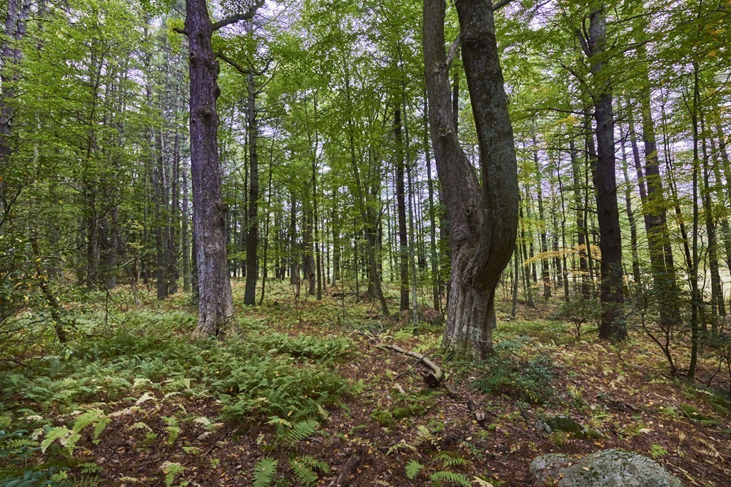 26 South Road Sturbridge, MA 01566 - Photo 12 of 25 Gallery Image 12