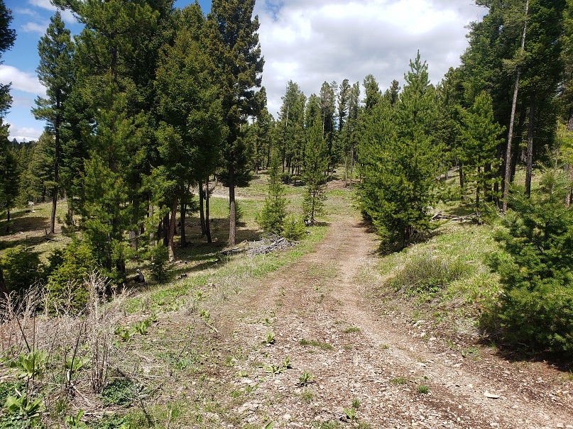 513 Spruce Gulch Road Gold Creek, MT 59733 - Photo 9 of 33 Gallery Image 9