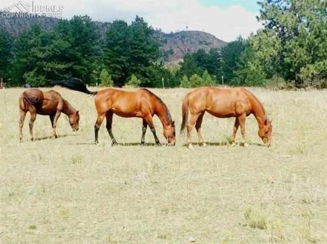 4573 Doe Valley Road Guffey, CO 80820 - Photo 25 of 37 Gallery Image 25