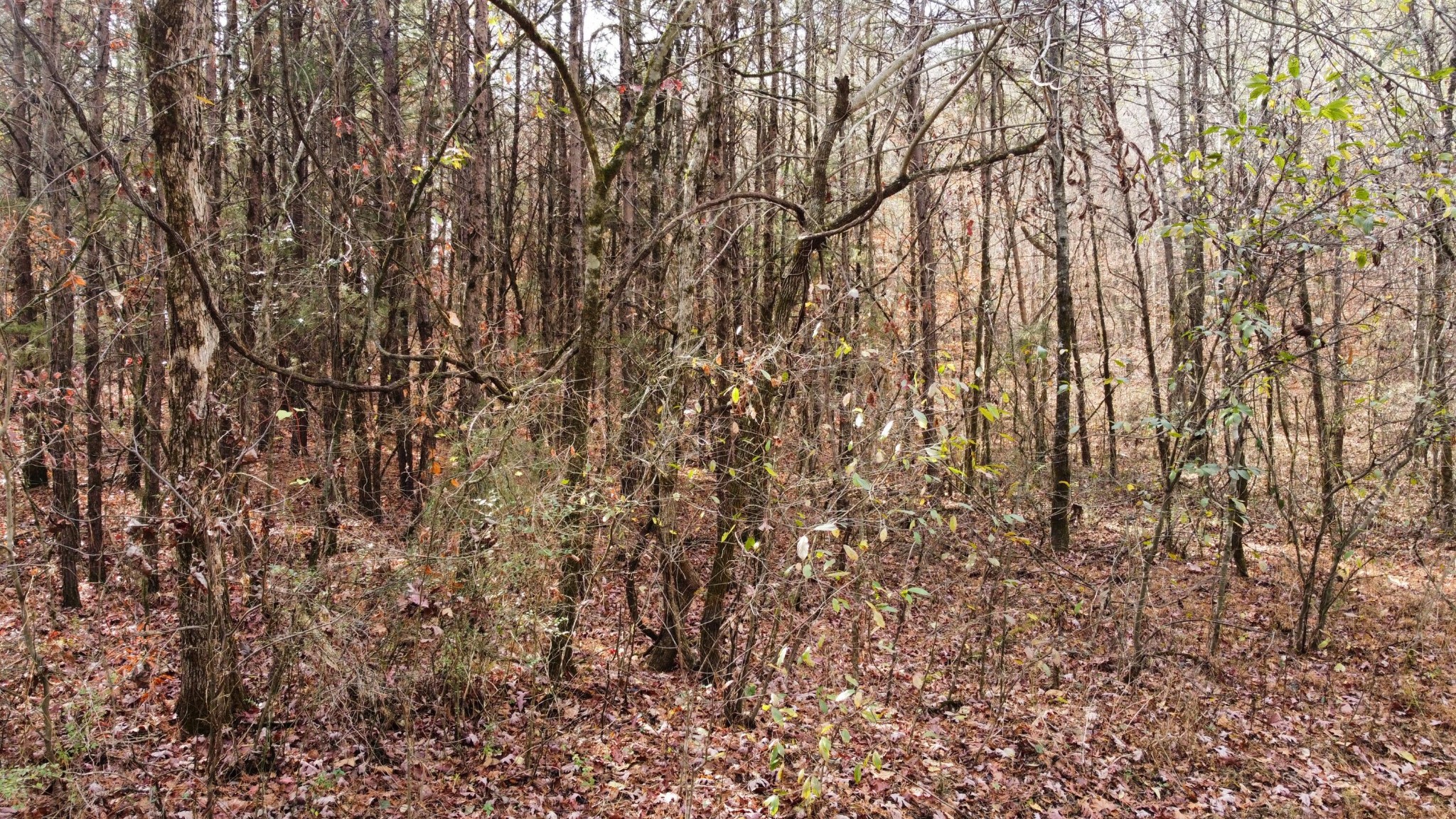 0 Wooten Road Delano, TN 37325 - Photo 4 of 27 Gallery Image 4
