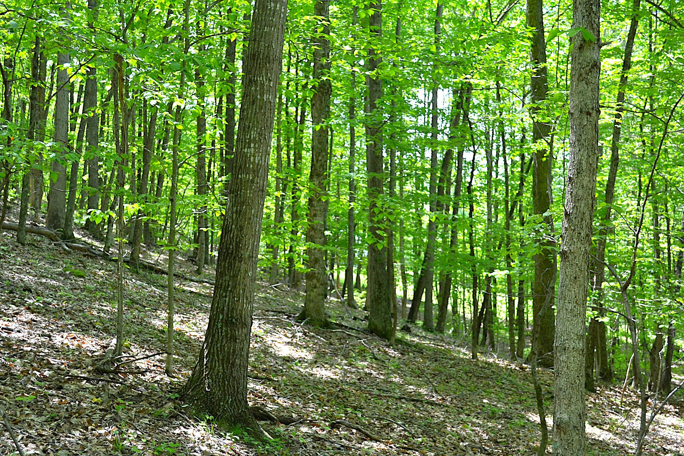 Germany Road Renick, WV 24966 - Photo 14 of 22 Gallery Image 14