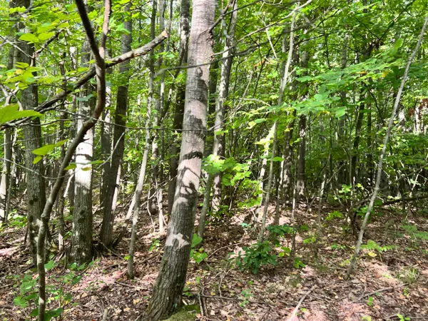 $169,900 | V/l 135th Avenue, Evart, MI 49631