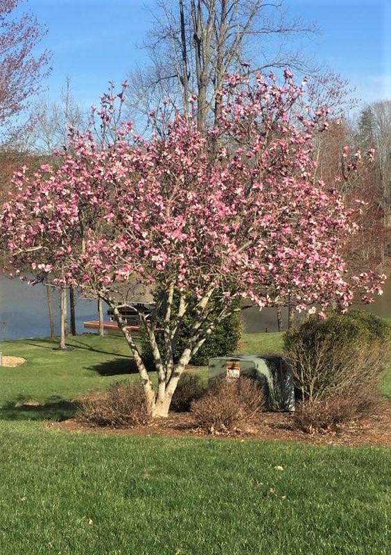 270 Cedar Bay Road Union Hall, VA 24176 - Photo 58 of 77 Stunning Redbud when in bloom