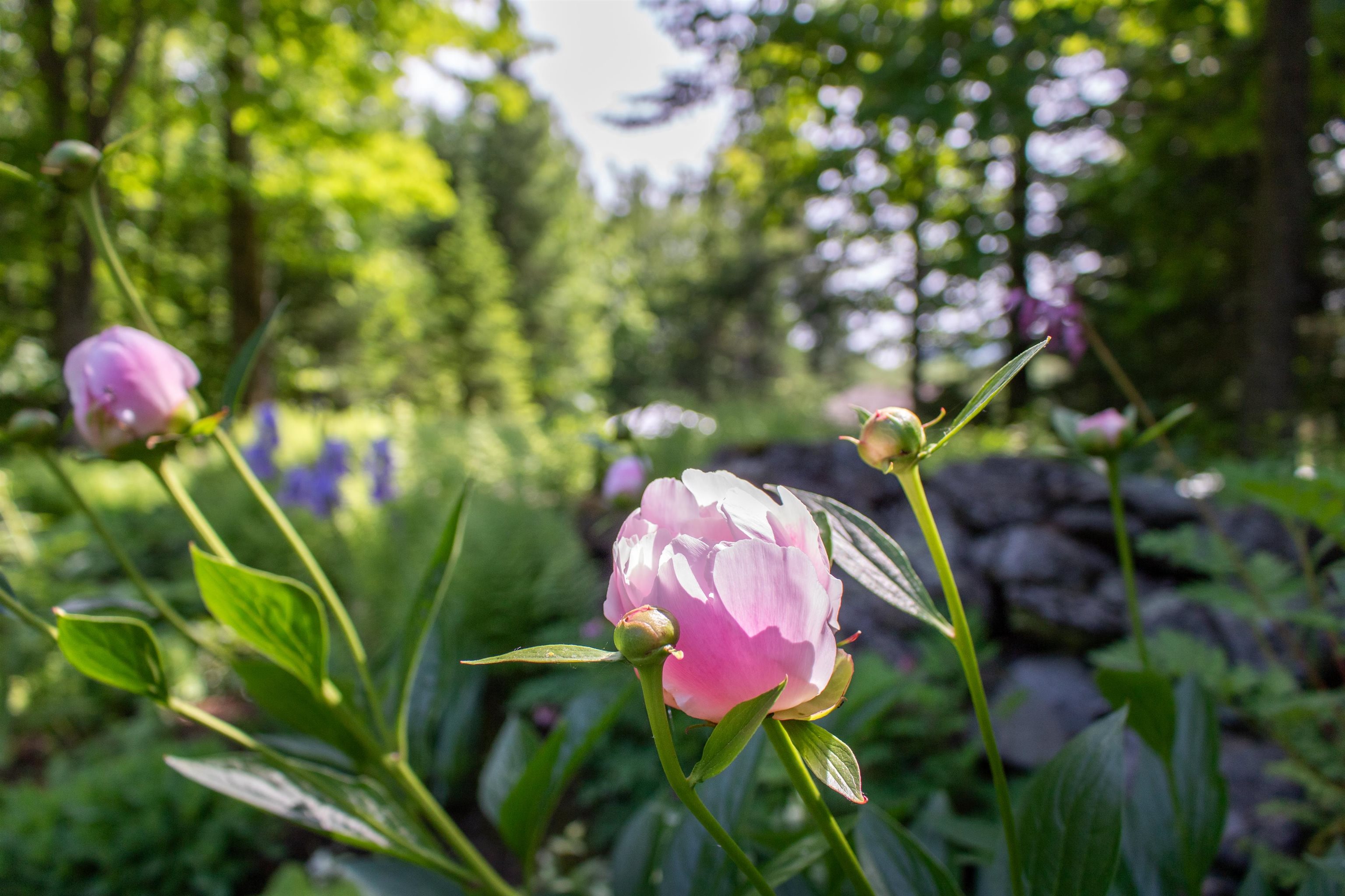 1017 Mayhew Road Jay, VT 05859 - Photo 32 of 58 Gallery Image 32