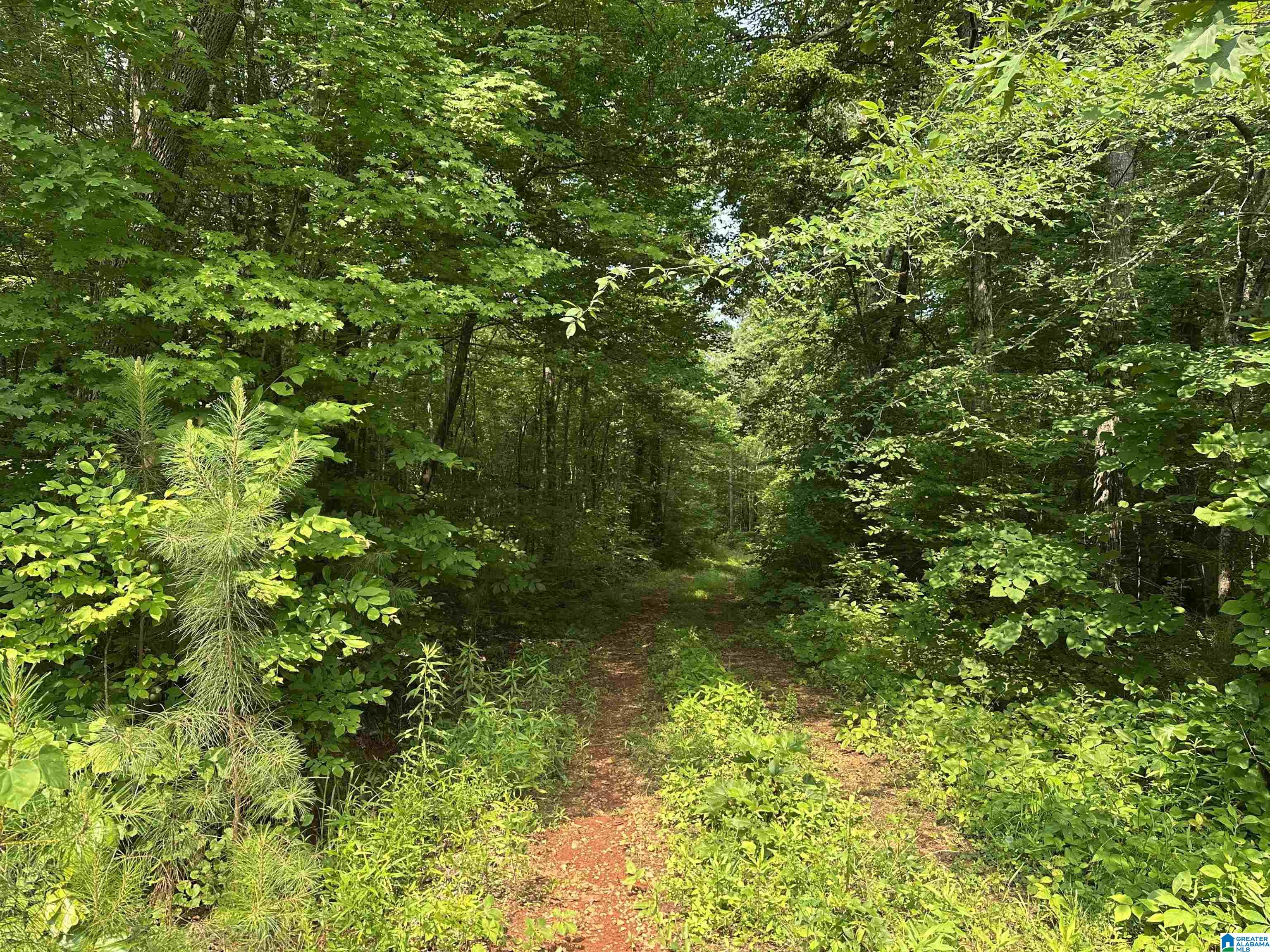 0 County Road 25 Heflin, AL 36264 - Photo 5 of 8