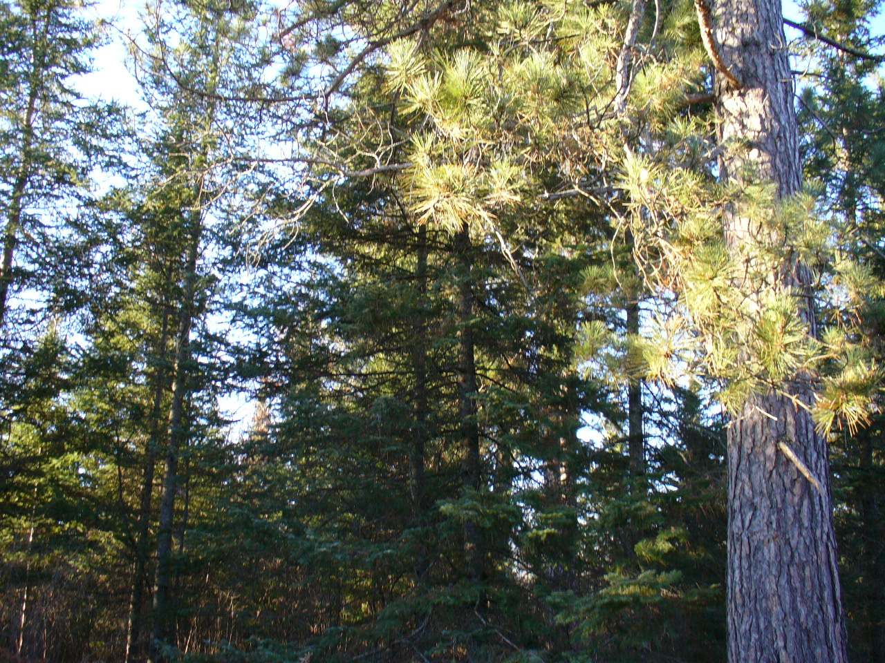 Lot14 Pelican Ranch Road Rhinelander, WI 54501 - Photo 11 of 16 Gallery Image 11