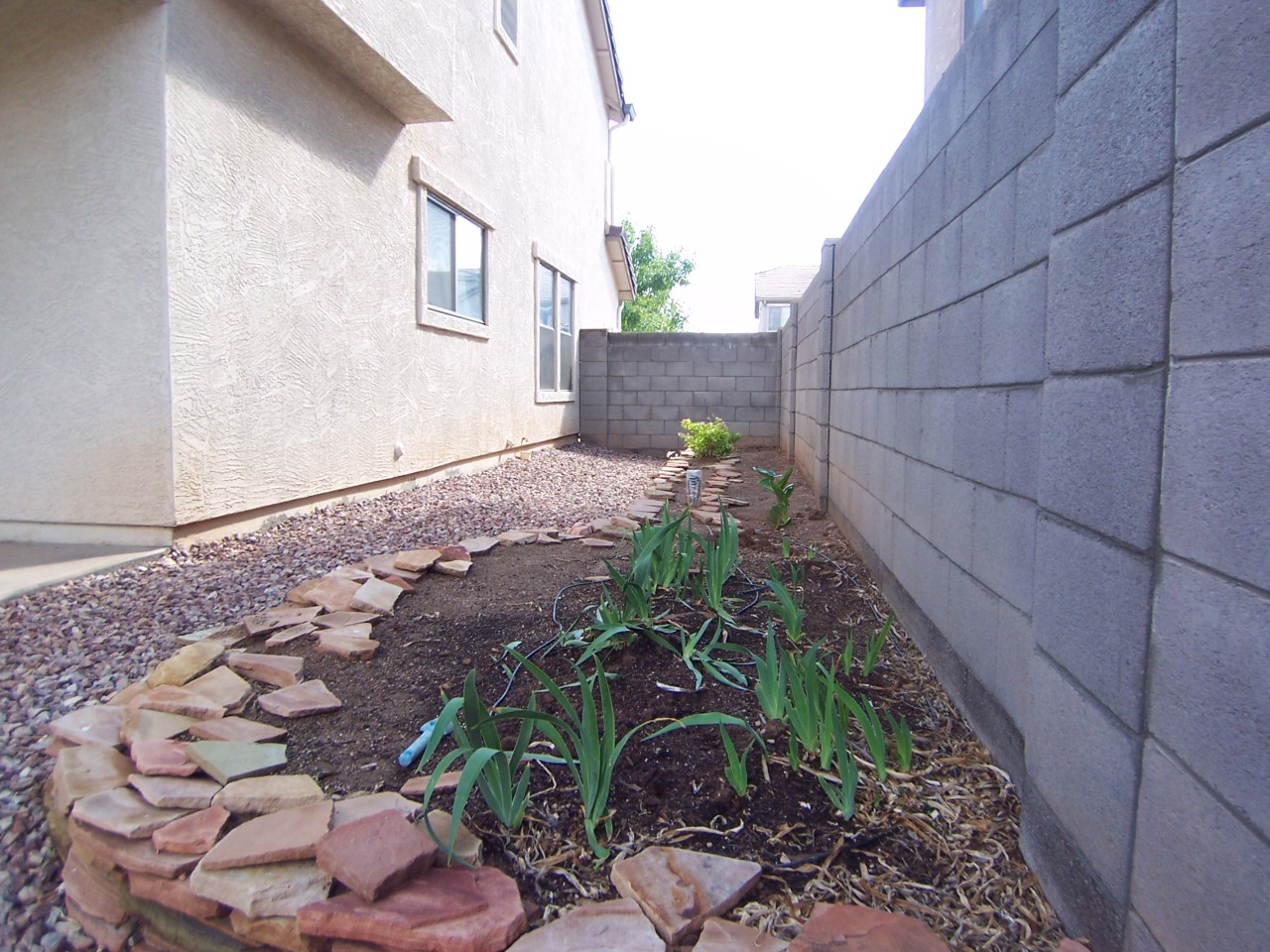 3708 East Sheffield Road Gilbert, AZ 85296 - Photo 15 of 17 Side Yard