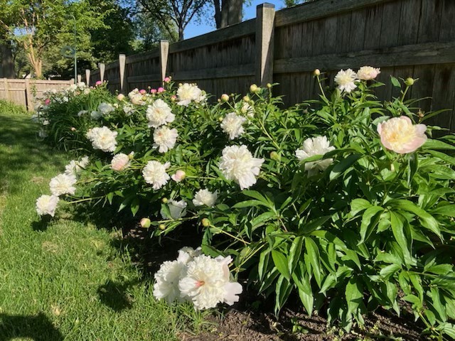 1325 Culpepper Drive Naperville, IL 60540 - Photo 33 of 34 a bunch of flowers in front of flowers