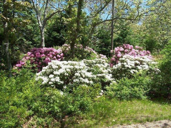 60 Turkeyland Cove Road Edgartown, MA 02539 - Photo 11 of 26 Additional Photo