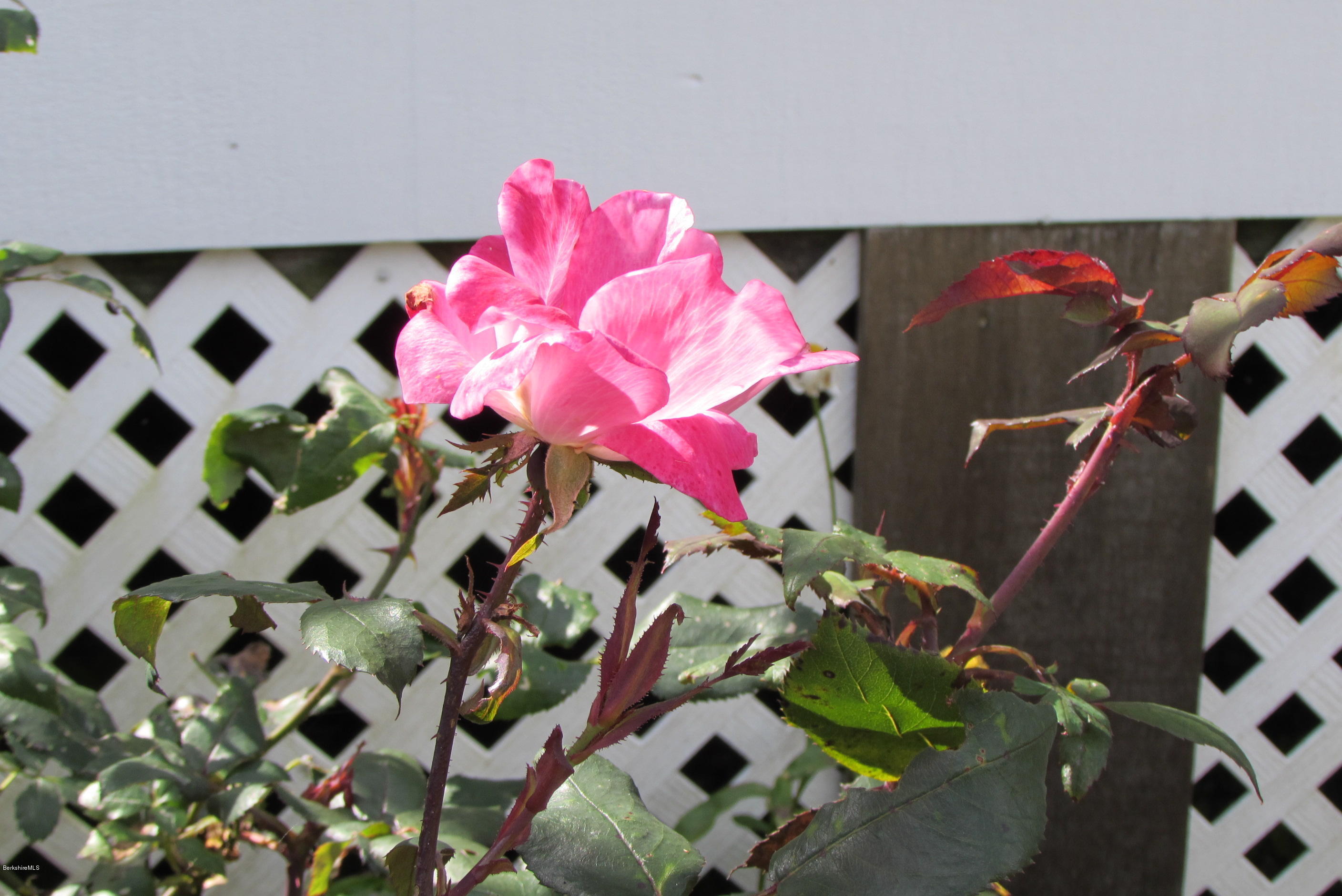 2 B Stonebridge Way Tyringham, MA 01238 - Photo 24 of 34 Fall Roses