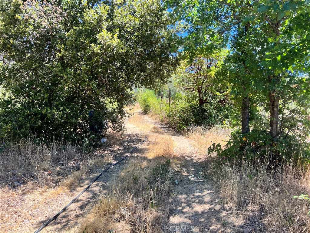 a view of a forest filled with trees