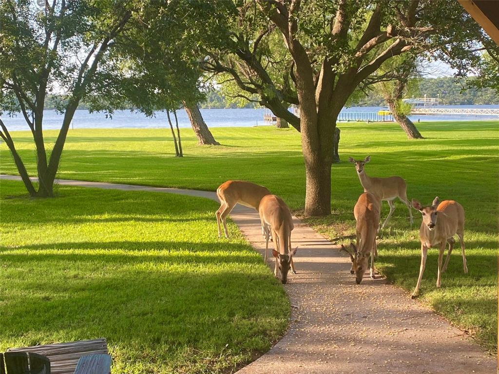 1957 Deer Trail Road Graford, TX 76449 - Photo 31 of 32 Deer Loving this Happy Deer Trail Lake Home