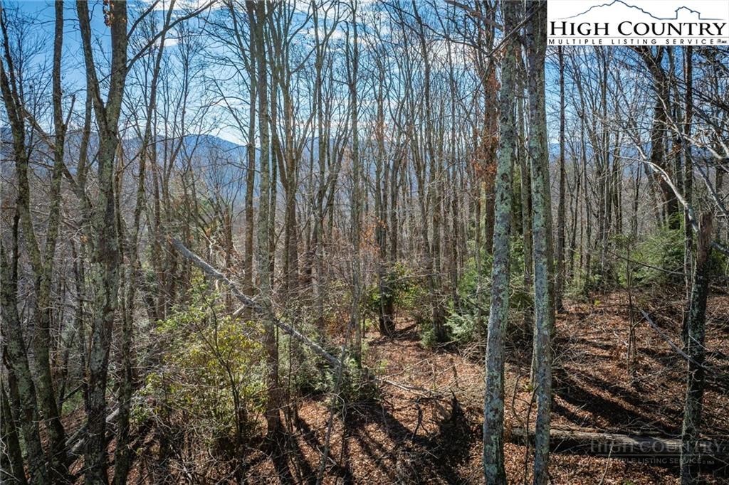 344-348 Tumbling Brook Road Banner Elk, NC 28604 - Photo 25 of 35 a view of a forest with a dry yard