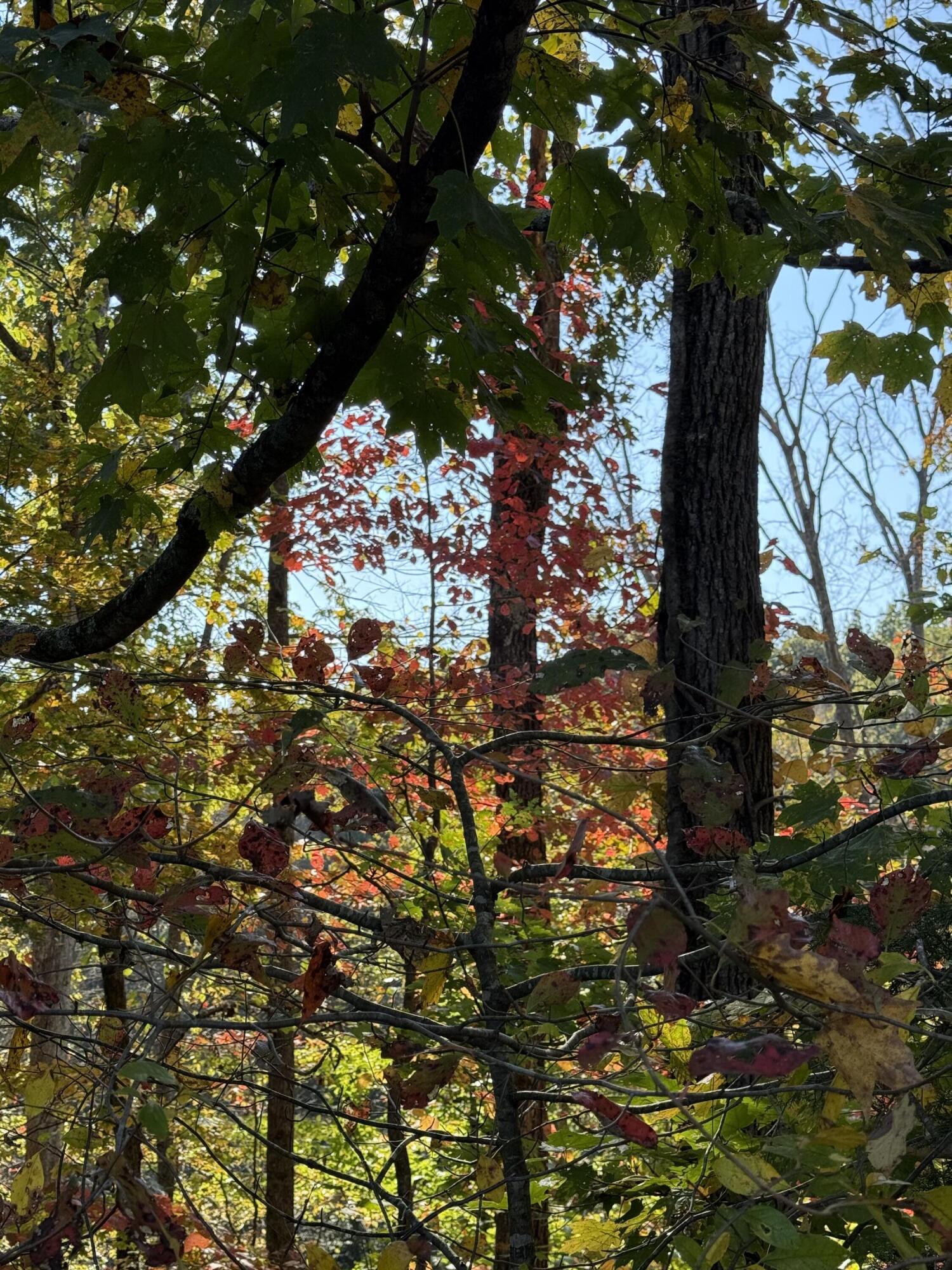 1660 Crocus Road Jamestown, KY 42629 - Photo 10 of 14 Fall colors