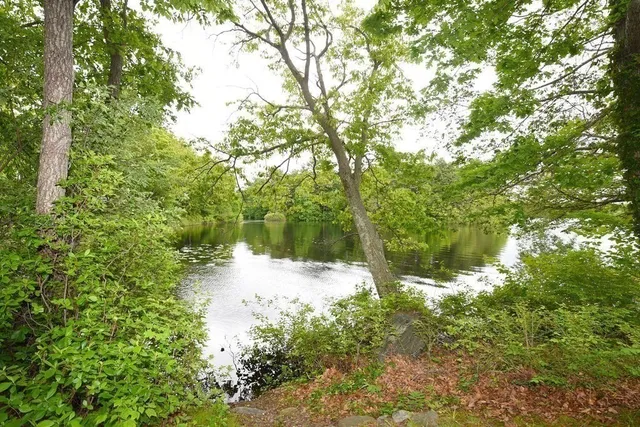 a view of a forest with trees