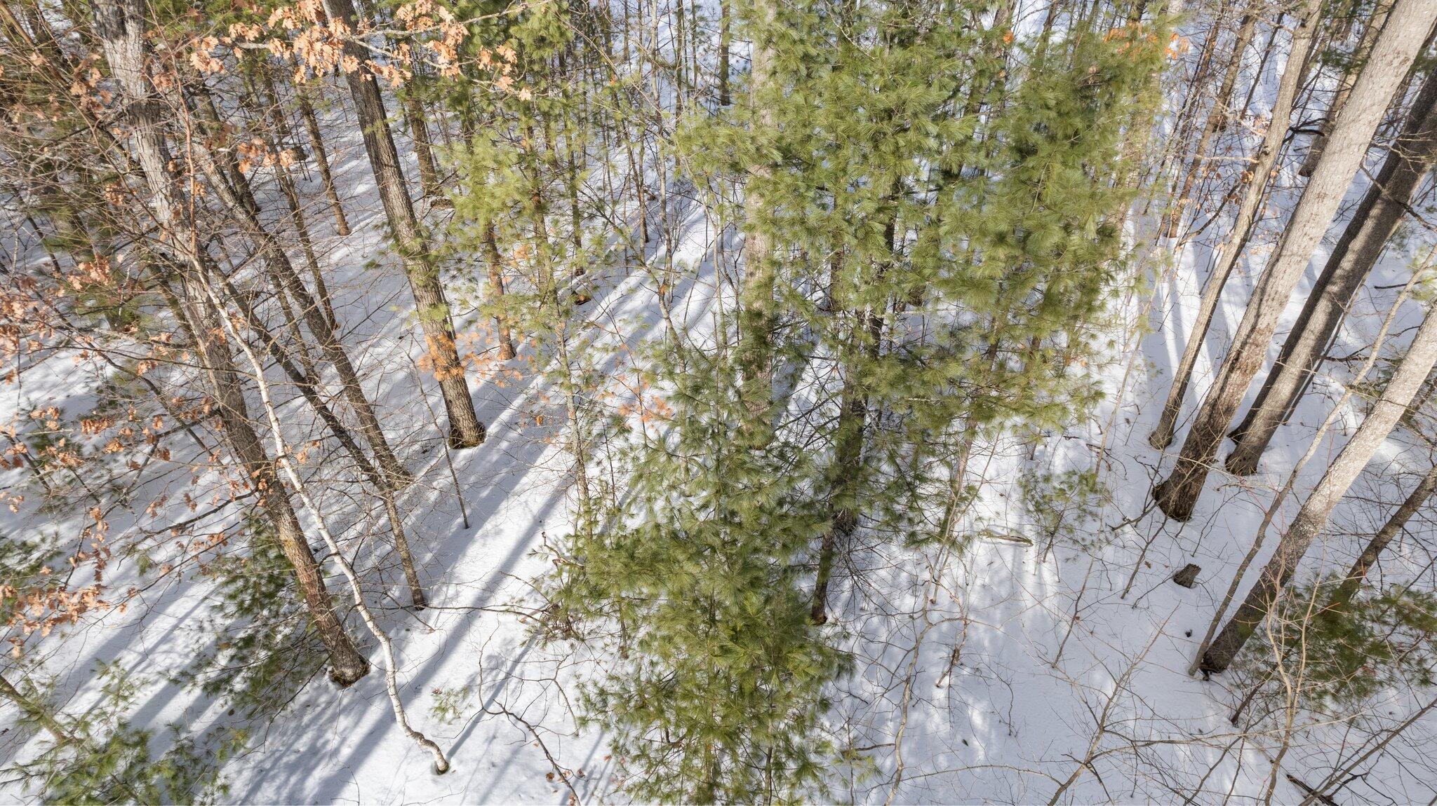 Big Wolf Lake Road Lewiston, MI 49756 - Photo 10 of 28 Gallery Image 10